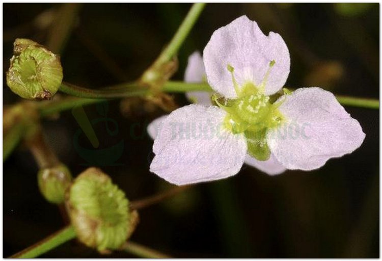 Trạch tả, cây mã đề nước (Alisma plantago aquatica L. var. orientalis Samuelsson)