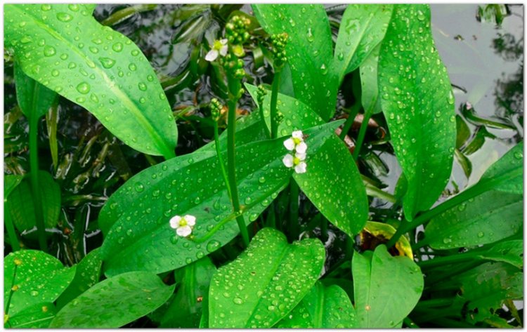 Trạch tả, cây mã đề nước (Alisma plantago aquatica L. var. orientalis Samuelsson)