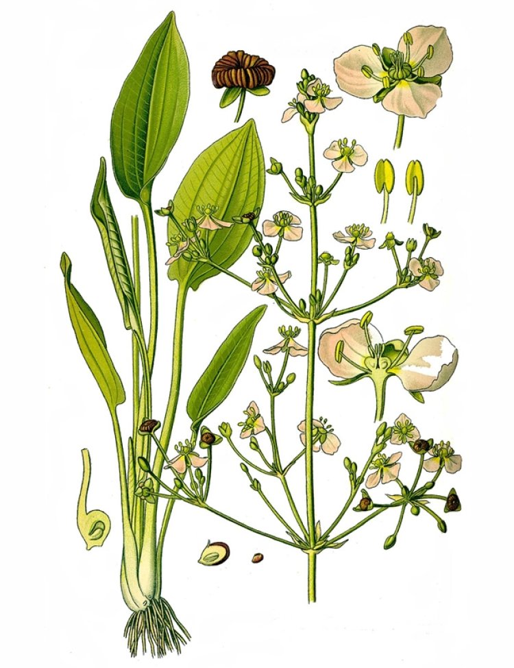 Trạch tả, cây mã đề nước (Alisma plantago aquatica L. var. orientalis Samuelsson)