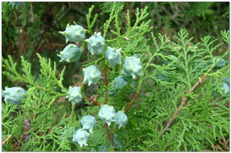 Trắc bách diệp, bá tử nhân (Thuja orientalis L. (Biota orientalis Endl))