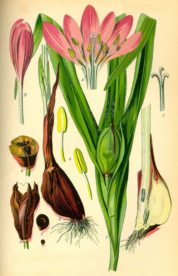 Tỏi độc, colchique (Colchicum autumnale L)