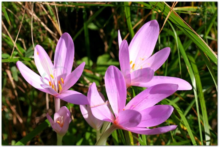 Tỏi độc, colchique (Colchicum autumnale L)