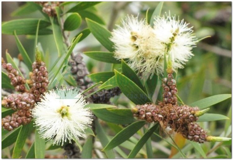 Tràm, cây chè cay, chè đồng, smach chanlos, smach tachah (Campuchia), cajeputier (Pháp) (Melaleuca leucadendra L)