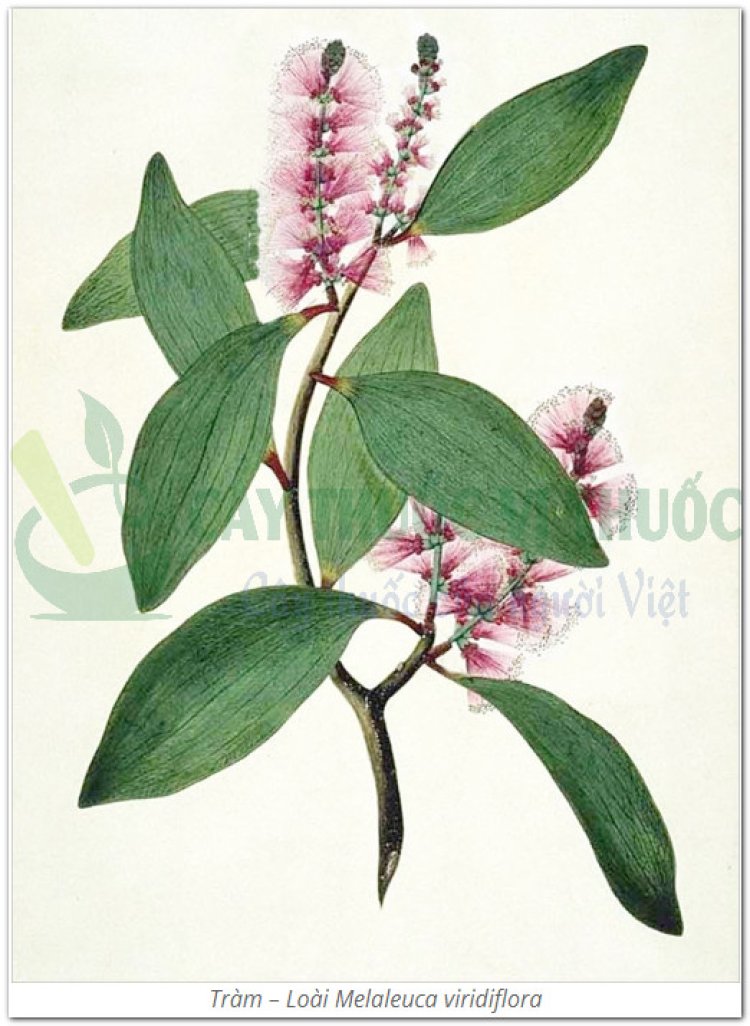 Cây Tràm – Loài Melaleuca viridiflora