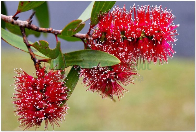 Cây Tràm – Loài Melaleuca viridiflora