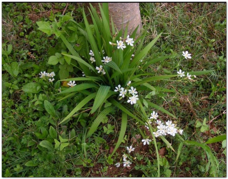 Tỏi đỏ, tỏi lào, sâm cau, sâm đại hành, hành lào (Hòa Bình), tỏi mọi, kiệu đỏ, co nhọt (Lào) (Eleutherine subaphylla Gagnep)