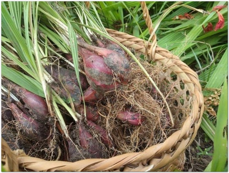 Tỏi đỏ, tỏi lào, sâm cau, sâm đại hành, hành lào (Hòa Bình), tỏi mọi, kiệu đỏ, co nhọt (Lào) (Eleutherine subaphylla Gagnep)