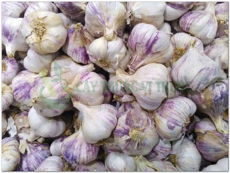 Cây Tỏi (Allium sativum L, Bulbus Allii)