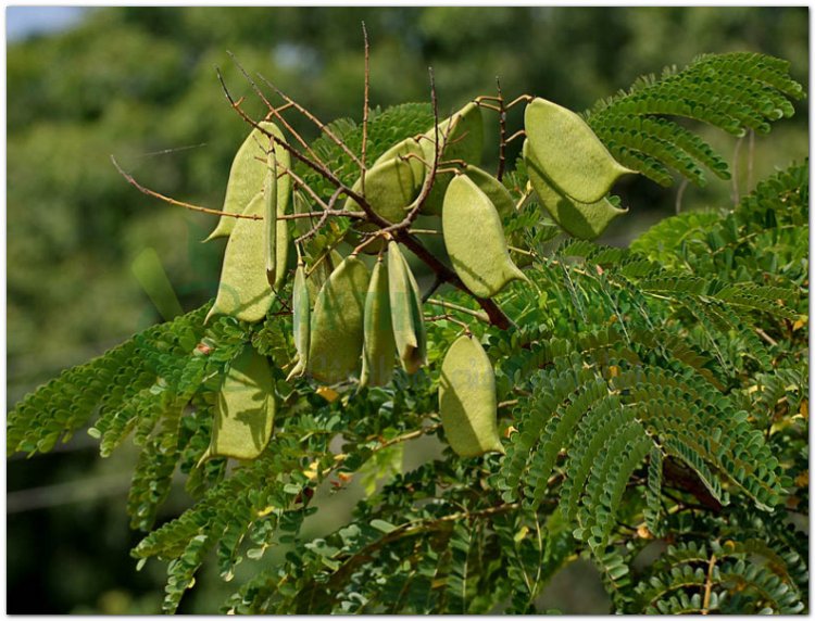 Tô mộc, cây gỗ vang, cây vang nhuộm, cây tô phượng (Caesalpinia sappan L)