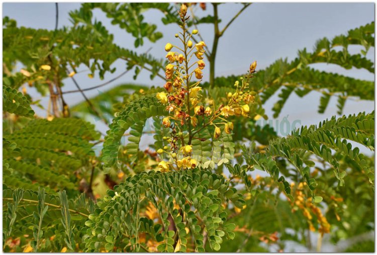 Tô mộc, cây gỗ vang, cây vang nhuộm, cây tô phượng (Caesalpinia sappan L)