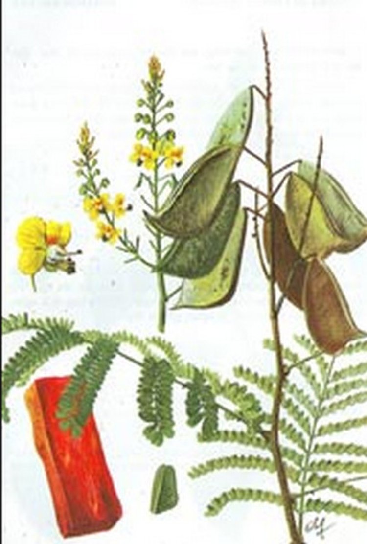 Tô mộc, cây gỗ vang, cây vang nhuộm, cây tô phượng (Caesalpinia sappan L)