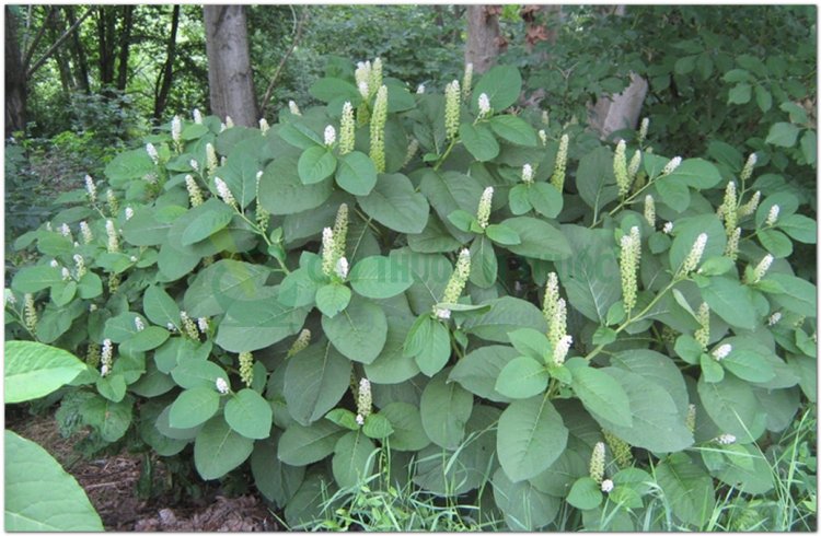 Thương lục, trưởng bất lão, kim thất nương (Phytolacca esculenta Van Hout)