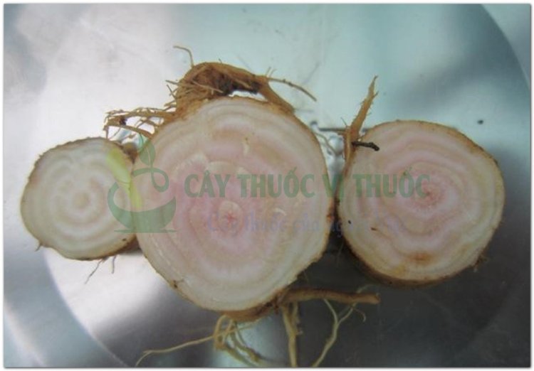 Thương lục, trưởng bất lão, kim thất nương (Phytolacca esculenta Van Hout)