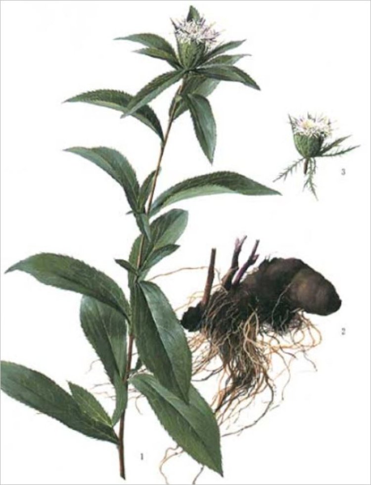 Thương truật, mao truật, xích truật, nam thương truật (Atractylodes lancea (Thunb.) DC. (Atractylis lancea Thunb.))