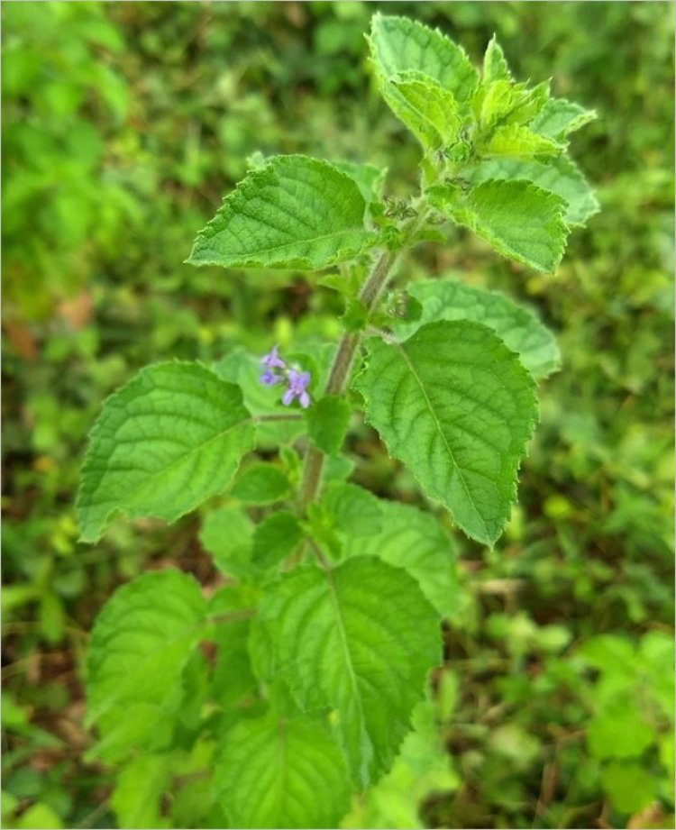 Tía tô dại, é lớn tròng, tía tô giới (Hyptis suaveolens (Linn). Poir)