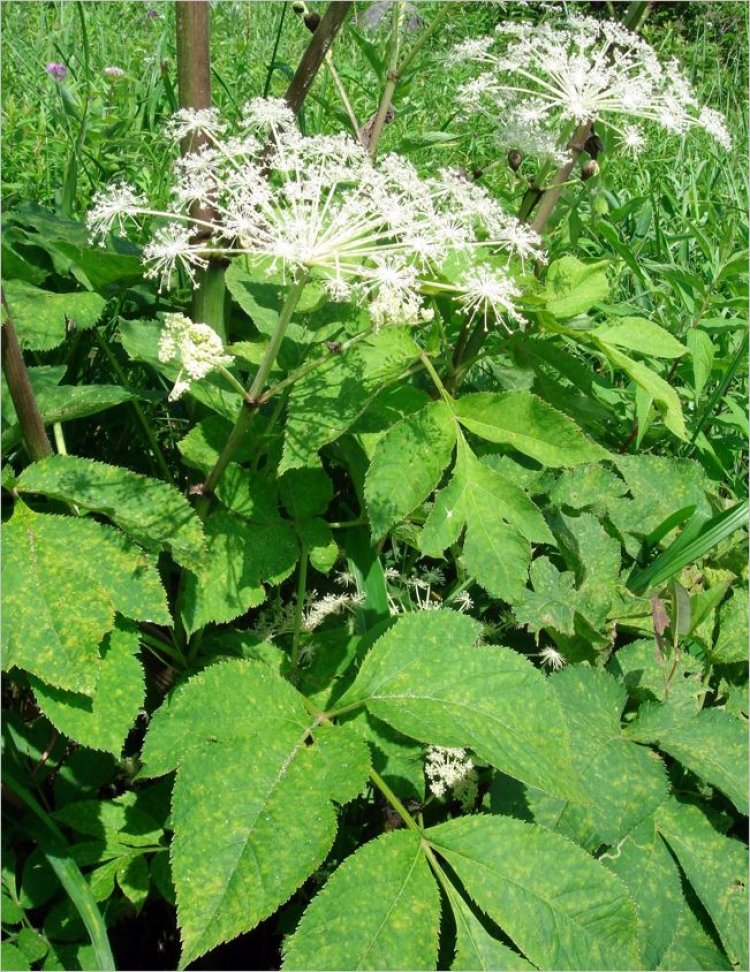 Độc hoạt(Angelica laxiflora Diels, Heracleum hemsleyanum Michx, Heracleum lanatum Michx, Aralia cordata Thunb)