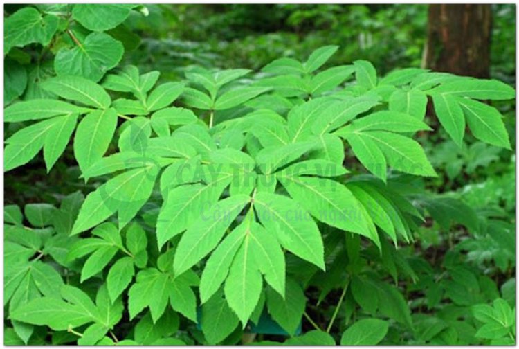 Độc hoạt(Angelica laxiflora Diels, Heracleum hemsleyanum Michx, Heracleum lanatum Michx, Aralia cordata Thunb)