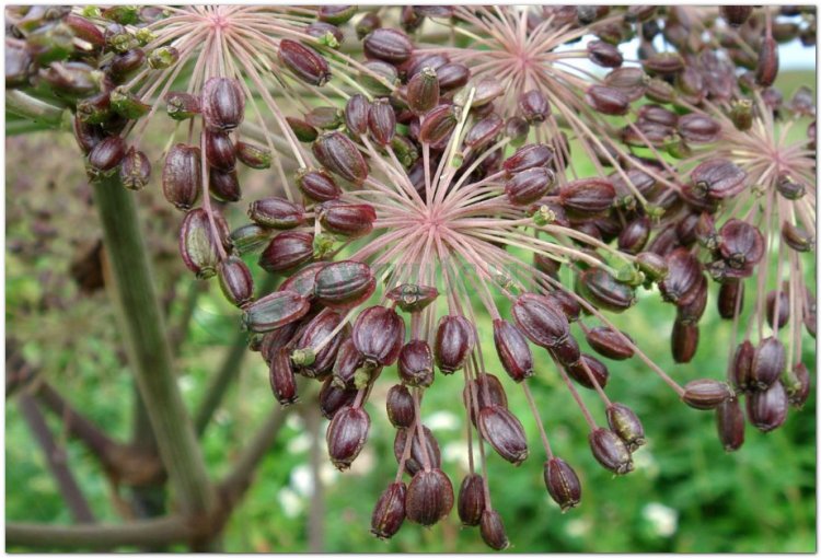 Độc hoạt(Angelica laxiflora Diels, Heracleum hemsleyanum Michx, Heracleum lanatum Michx, Aralia cordata Thunb)