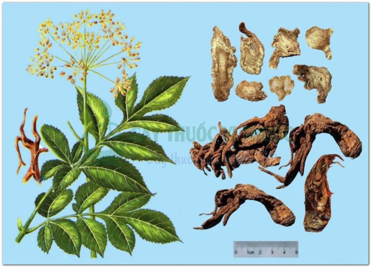 Độc hoạt(Angelica laxiflora Diels, Heracleum hemsleyanum Michx, Heracleum lanatum Michx, Aralia cordata Thunb)