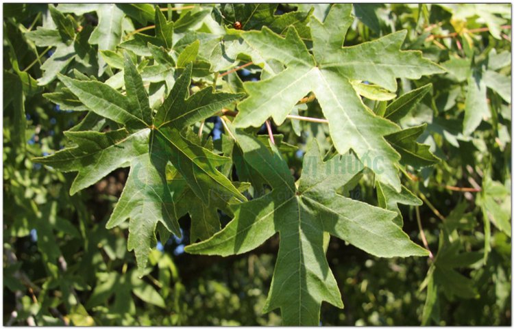 Tô hạp hương, Sâu đông, Thâu đông (Liquidambar orientalis Mill)