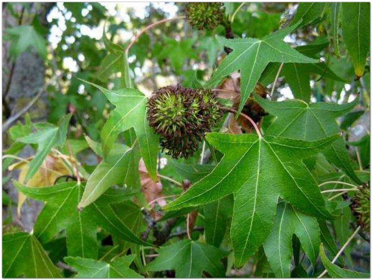 Tô hạp hương, Sâu đông, Thâu đông (Liquidambar orientalis Mill)