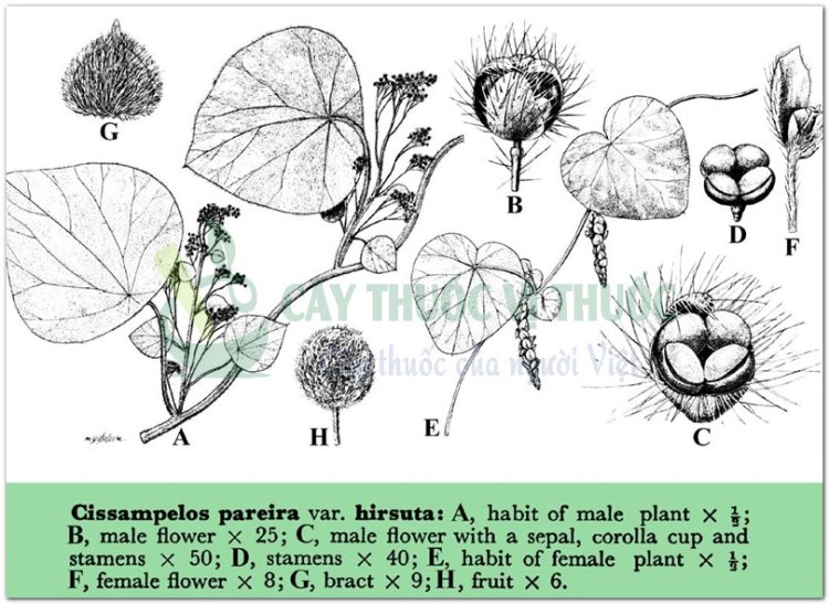 Tiết dê, cây mối tròn, cây mối nám (Cissampelos pareira L. (Cissampelos convolvulacea Willd.))