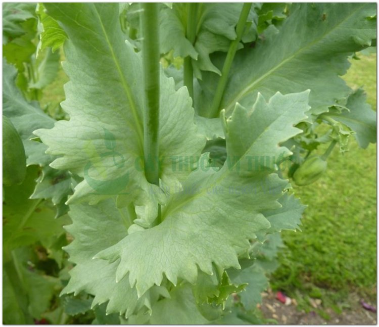 Thuốc phiện, phù dung, anh tử túc, a phiến, túc xác, anh túc xác, cù túc xác (Papaver somniferum L)