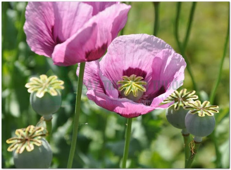 Thuốc phiện, phù dung, anh tử túc, a phiến, túc xác, anh túc xác, cù túc xác (Papaver somniferum L)