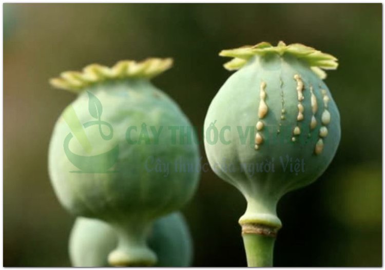 Thuốc phiện, phù dung, anh tử túc, a phiến, túc xác, anh túc xác, cù túc xác (Papaver somniferum L)