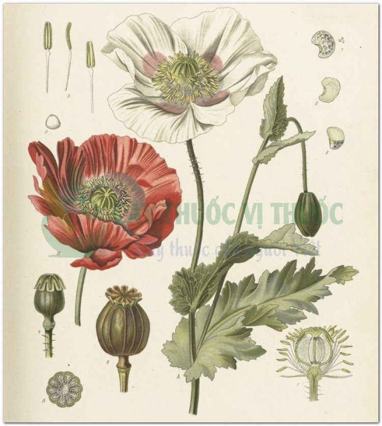 Thuốc phiện, phù dung, anh tử túc, a phiến, túc xác, anh túc xác, cù túc xác (Papaver somniferum L)