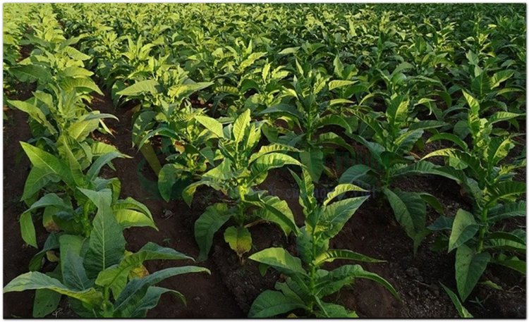 Thuốc lá, Nicotiana thnam (Campuchia), yên thảo (Trung Quốc), tabac (Pháp) (Nicotiana tabacum L)