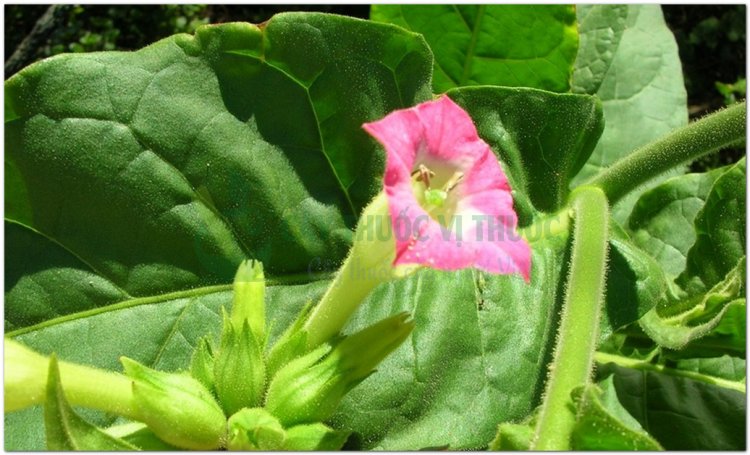 Thuốc lá, Nicotiana thnam (Campuchia), yên thảo (Trung Quốc), tabac (Pháp) (Nicotiana tabacum L)