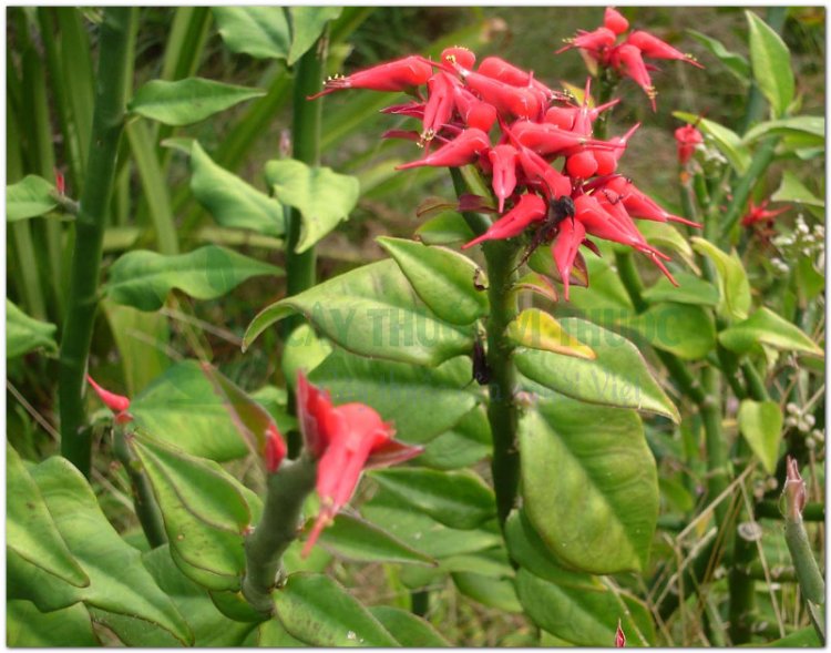 Thuốc giấu, hồng tước san hô, dương san hô (Euphorbia tithymaloides L. (Pedilanthus tithymaloides (L.), Poit))