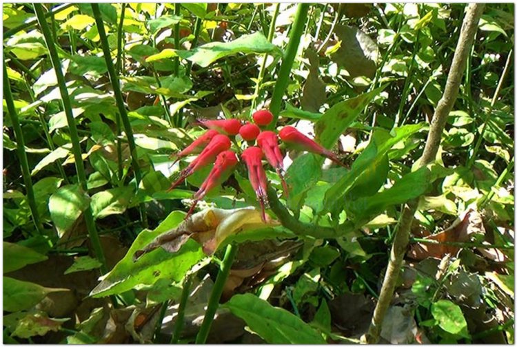 Thuốc giấu, hồng tước san hô, dương san hô (Euphorbia tithymaloides L. (Pedilanthus tithymaloides (L.), Poit))