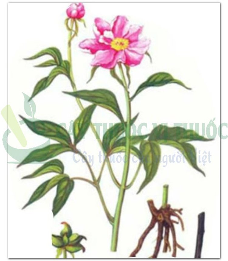 Bạch thược - Paeonia lactiflora