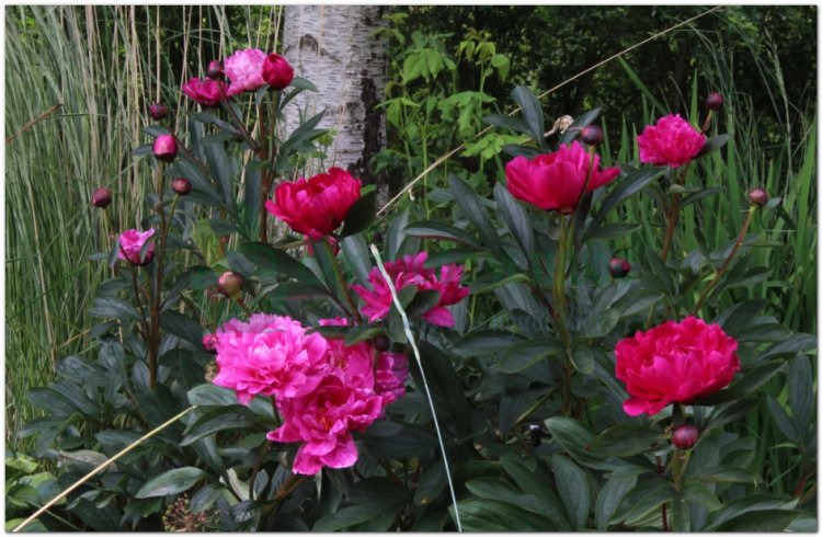 Thược dược, Bạch thược, Xích thược (Paeonia lactiflora Pall., (Paeonia albiflora Pall, Paeonia lactiflora Pall., Paeonia obovata Maxim, và Paeonia veitchii Lynch)