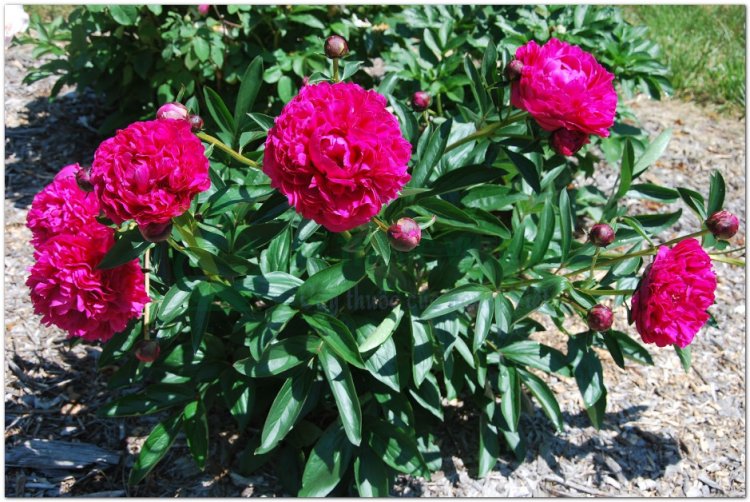 Thược dược, Bạch thược, Xích thược (Paeonia lactiflora Pall., (Paeonia albiflora Pall, Paeonia lactiflora Pall., Paeonia obovata Maxim, và Paeonia veitchii Lynch)