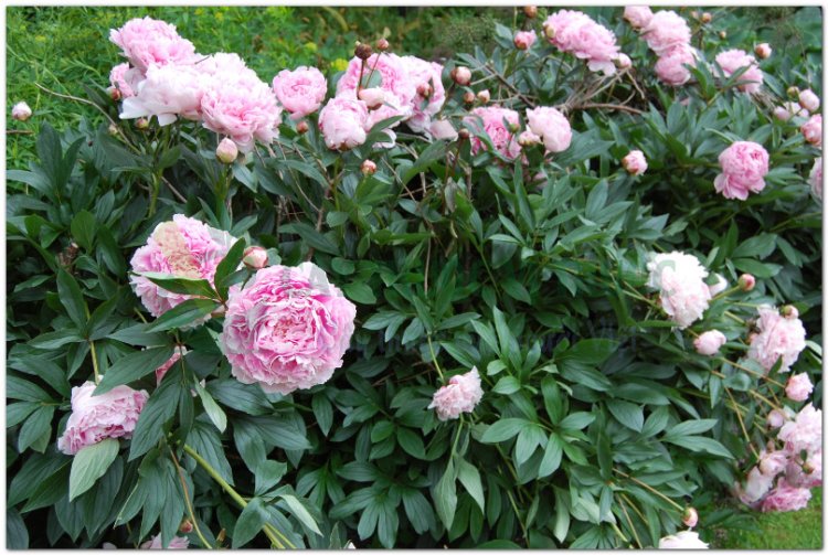 Thược dược, Bạch thược, Xích thược (Paeonia lactiflora Pall., (Paeonia albiflora Pall, Paeonia lactiflora Pall., Paeonia obovata Maxim, và Paeonia veitchii Lynch)