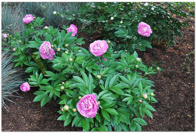 Thược dược, Bạch thược, Xích thược (Paeonia lactiflora Pall., (Paeonia albiflora Pall, Paeonia lactiflora Pall., Paeonia obovata Maxim, và Paeonia veitchii Lynch)