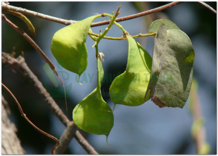 Loài Cóc kèn - Derris trifoliata