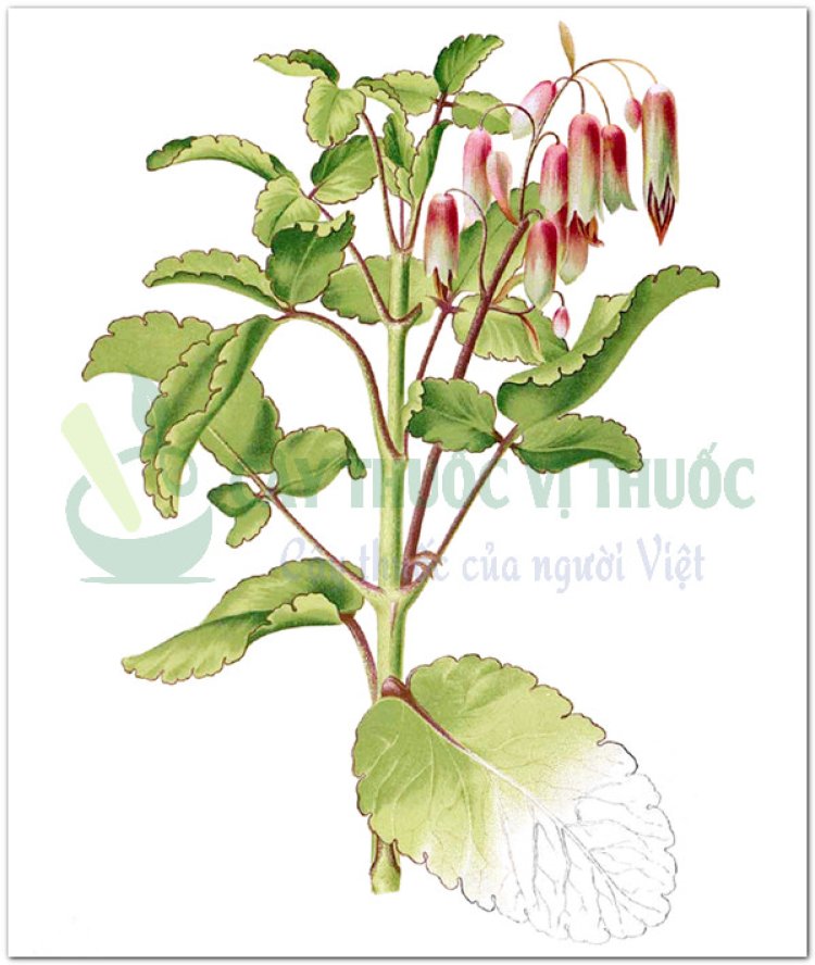 Cây thuốc bỏng - Kalanchoe pinnata