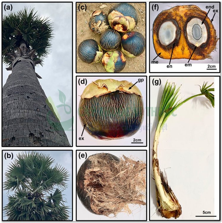 Thốt nốt, thnot, mak tan kok, palmier sucre, rondier (Borassus flabellifer L., (Pholidocarpus tunicatus H. Wendl.))