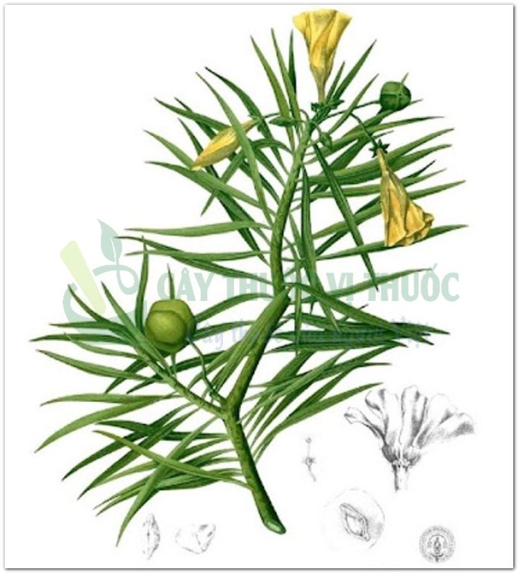 Thông thiên, hoàng hoa giáp trúc đào, laurier jaune, noix de serpent, yellow oleander, bois à lait (Thevetia neriifolia Juss. (Cerhera thevetia L., Cerbera peruviana Pers))