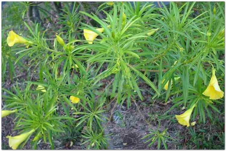 Thông thiên, hoàng hoa giáp trúc đào, laurier jaune, noix de serpent, yellow oleander, bois à lait (Thevetia neriifolia Juss. (Cerhera thevetia L., Cerbera peruviana Pers))