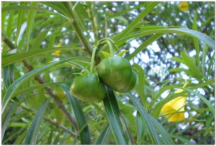 Thông thiên, hoàng hoa giáp trúc đào, laurier jaune, noix de serpent, yellow oleander, bois à lait (Thevetia neriifolia Juss. (Cerhera thevetia L., Cerbera peruviana Pers))