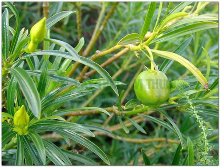 Thông thiên, hoàng hoa giáp trúc đào, laurier jaune, noix de serpent, yellow oleander, bois à lait (Thevetia neriifolia Juss. (Cerhera thevetia L., Cerbera peruviana Pers))