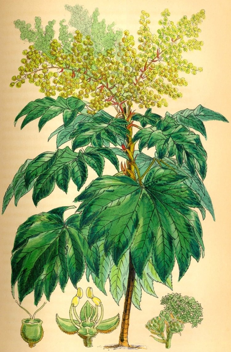 Thông thảo, Cây thông thoát (Tetrapanax papyrifera (Hook) Koch (Aralia papyrifera Hook.))