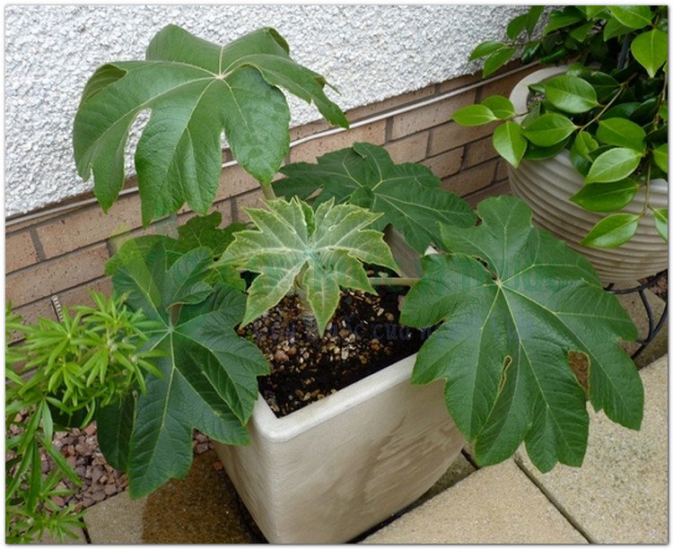 Thông thảo, Cây thông thoát (Tetrapanax papyrifera (Hook) Koch (Aralia papyrifera Hook.))