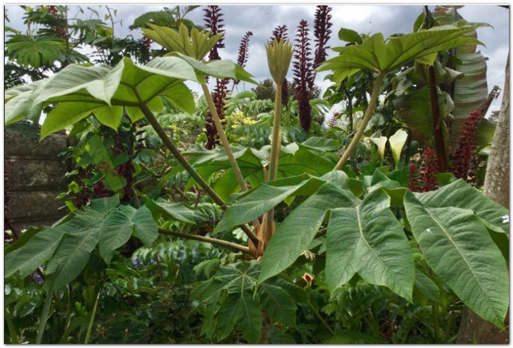 Thông thảo, Cây thông thoát (Tetrapanax papyrifera (Hook) Koch (Aralia papyrifera Hook.))