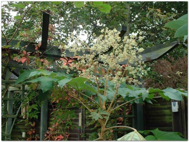 Thông thảo, Cây thông thoát (Tetrapanax papyrifera (Hook) Koch (Aralia papyrifera Hook.))